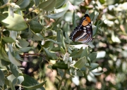 03 - Valley of fire (0)